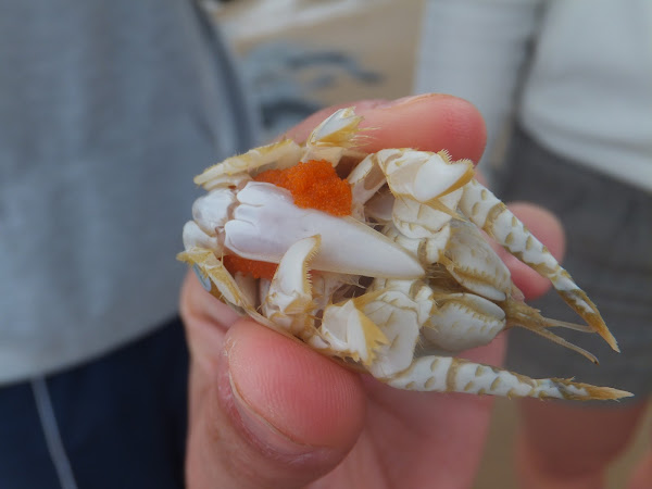 Mole crab/Sea louse