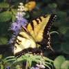 Eastern Tiger Swallowtail