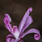 Rosy Hyacinth Orchid