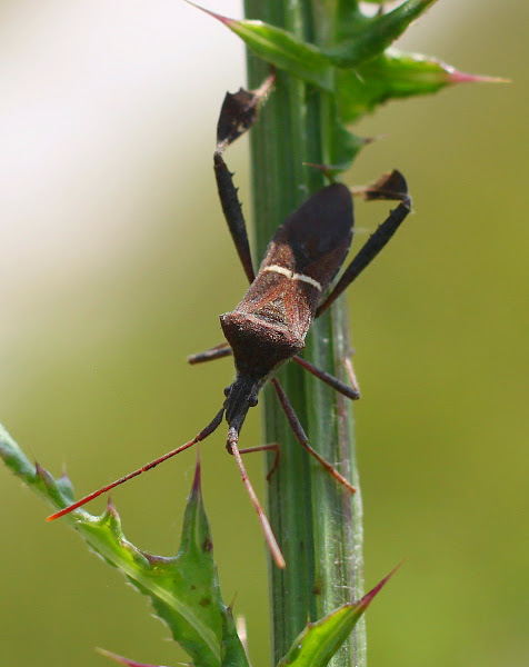 Leaf-footed Bug | Project Noah