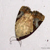 Noctuidae, Noctuinae, Pseudeustrotiini
