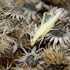 Common Tree Cricket