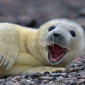 Howdy by Michael Milfeit - Animals Other Mammals