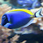 powder blue tang or powderblue surgeonfish