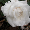 Frau Karl Druschki Rose