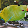 Eclectus Parrot ( Male)
