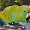 Eclectus Parrot ( Male)