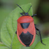 Cucurbit Stink Bug, Red Pumpkin Bug