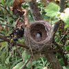 Nest