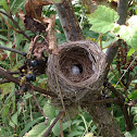 Nest