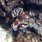 Twinspot Lionfish