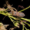 Western leaf-footed bug