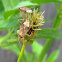Scentless Plant Bug