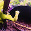 Kantong Semar - Tropical Pitcher Plant