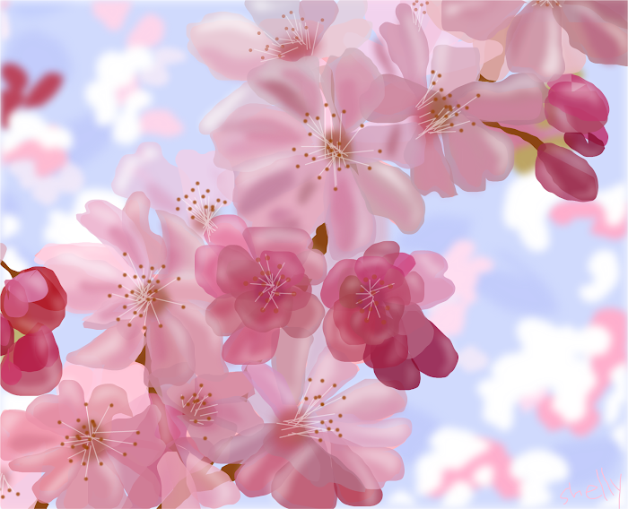 Cherry Blossoms