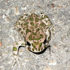 European green toad