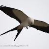 Milano tijereta (Swallow-tailed kite)