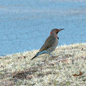 Yellow-shafted Flicker