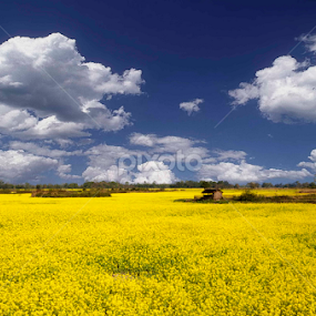 Mustard Field in Assam  by Dhruba Jyoti  Baruah - Landscapes Travel