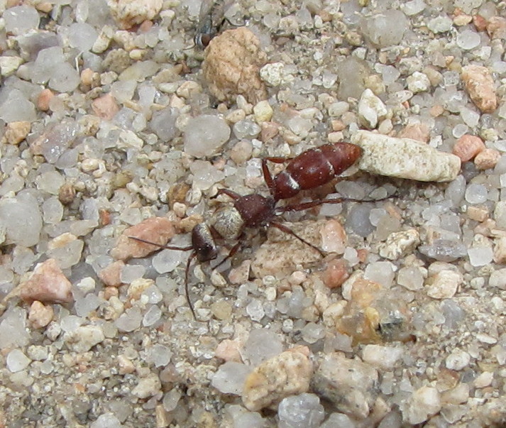 Chyphotid wasp (female)