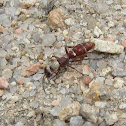 Chyphotid wasp (female)