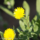 Field marigold