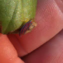 Candy-striped leafhopper 