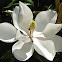 Magnolia Blossom