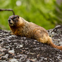 Yellow-bellied Marmot