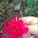 Jambu Flower (Malay Apple Tree)