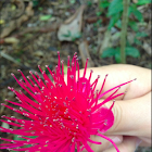 Jambu Flower (Malay Apple Tree)