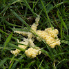 Many Headed Slime Mould