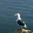 Gaviota (es) Gaivota (ga) Lesser Black-backed Gull (en)