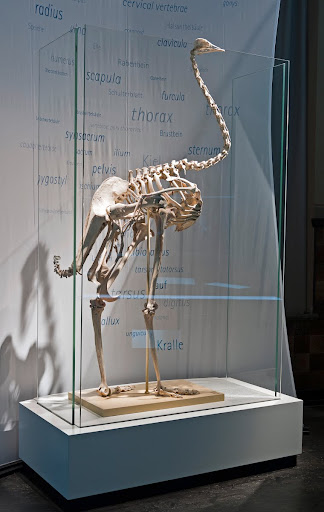 ostrich skeleton t rex