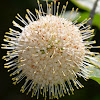 Buttonbush