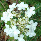 Hobblebush (wild flowering shrub)