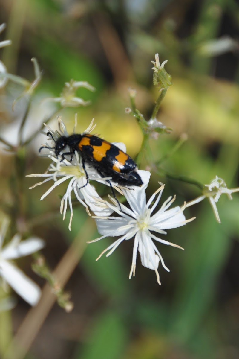 Oliekever, Blister beetle
