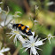 Oliekever, Blister beetle
