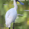 Royal Spoonbill