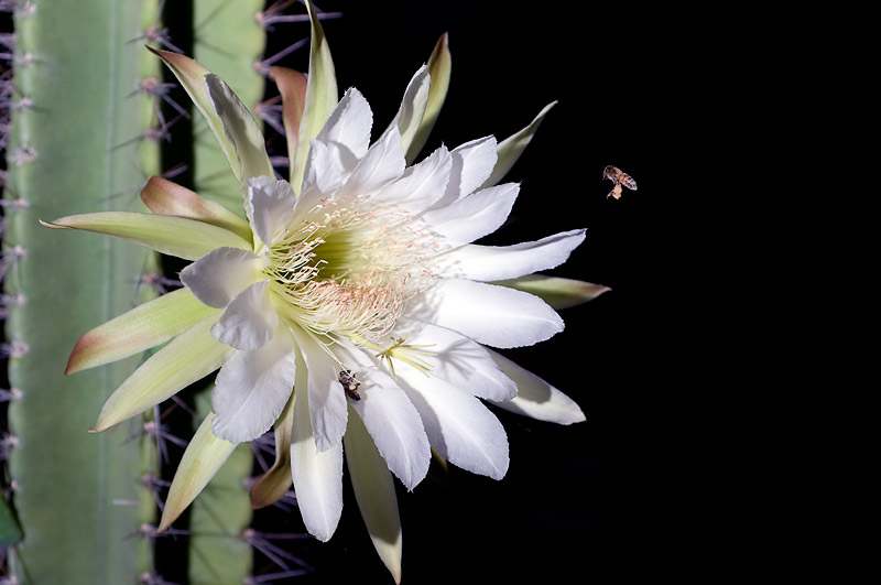 Cactus Flower and Honey Bee