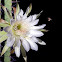 Cactus Flower and Honey Bee