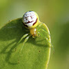 Kidney Garden Spider/ Pale Orb Weaver