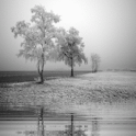 White and Black Live Wallpaper logo