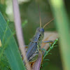migratory grasshopper