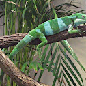 Fiji Banded Iguana