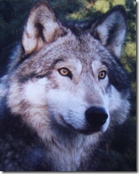 23 b Wolfs