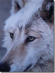 23 b Wolfs Idaho
