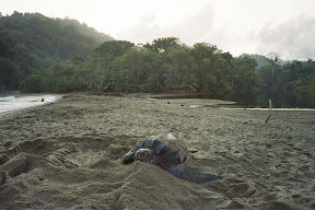Turtles in Trinidad