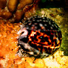 tiger cowry shell