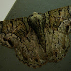 Bark Geometrid Moth